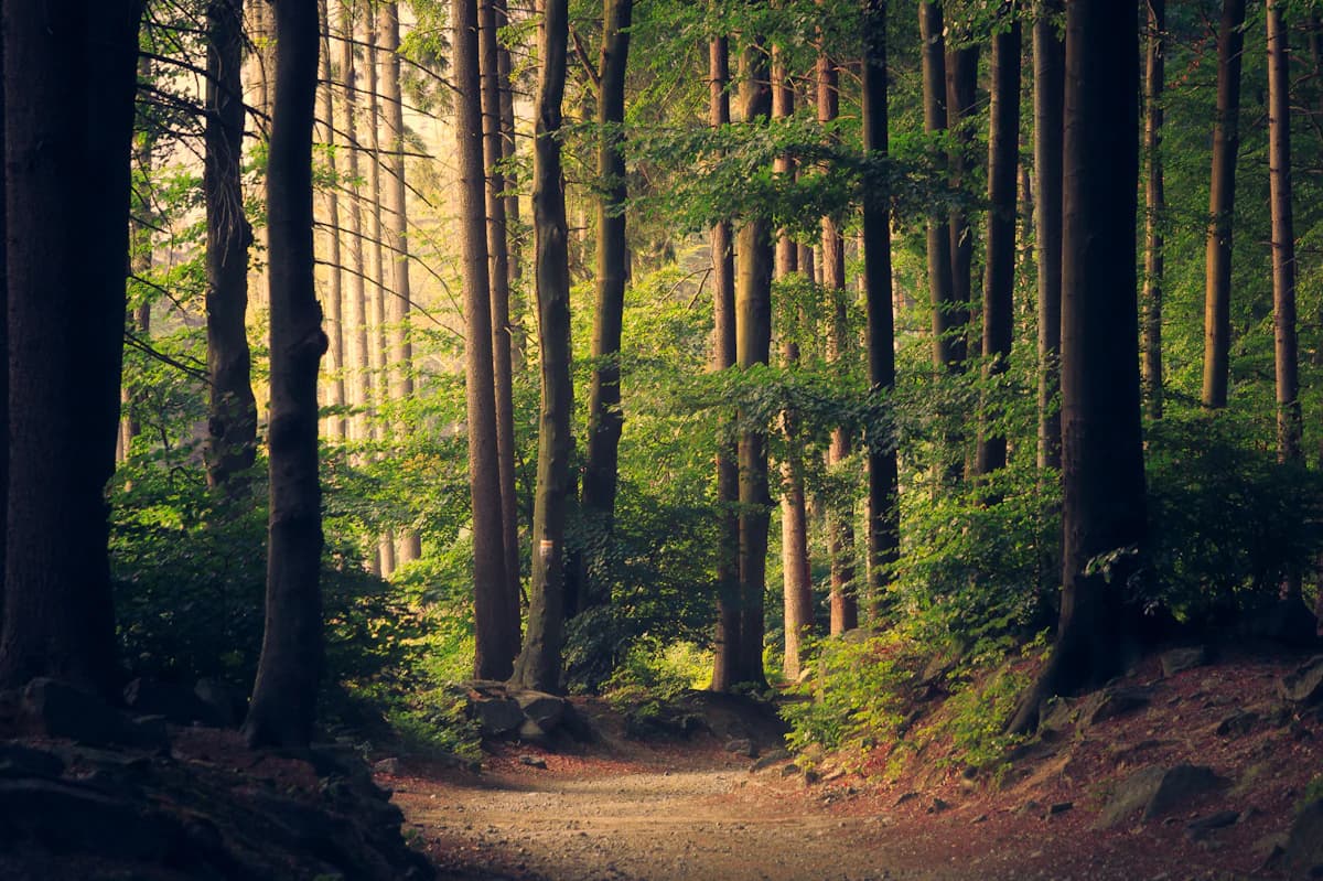 Sunlight shining through a dense green forest, a natural carbon sink
