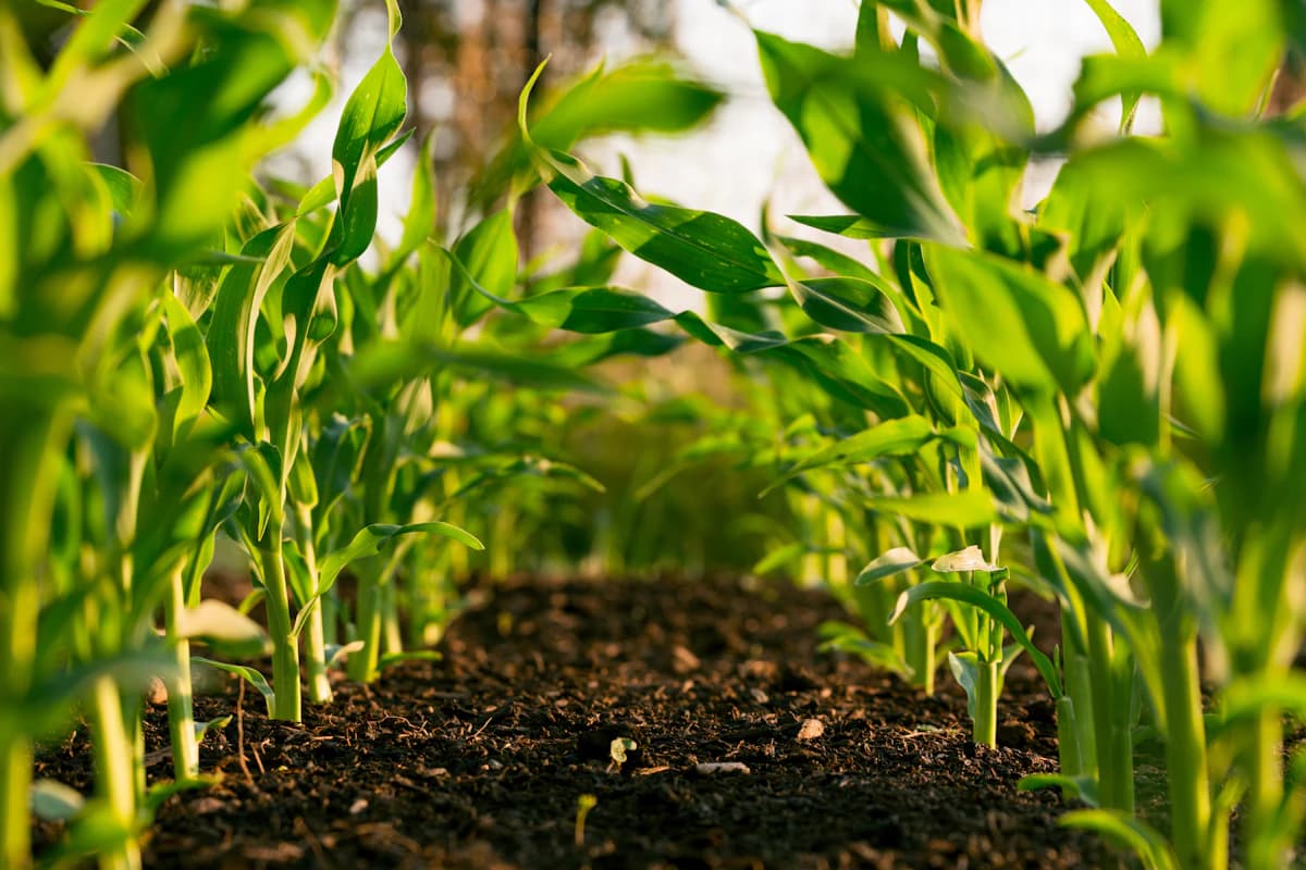 Young corn seedlings growing in rows of rich, dark fertile soil