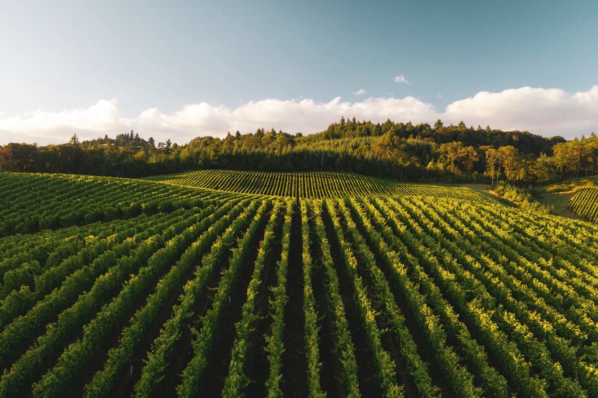 Neatly managed crop rows across rolling farmland hills under a clear sky